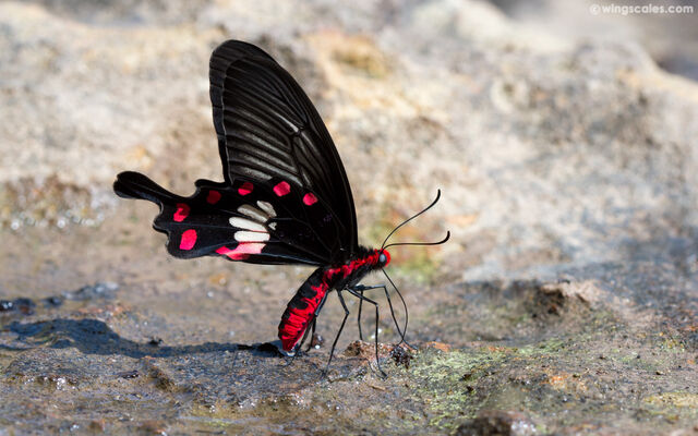 Pachliopta aristolochiae goniopeltis