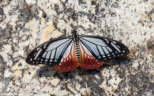 Papilio agestor agestor