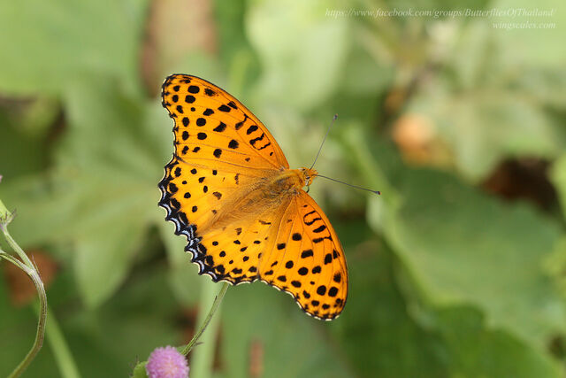 Argyreus hyperbius hyperbius