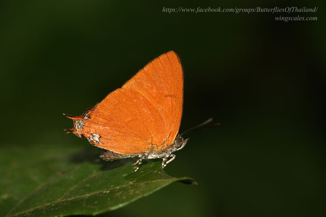 Thamala marciana marciana