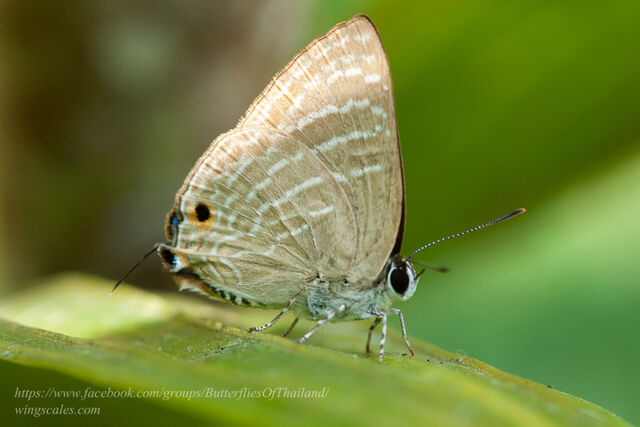 Virachola kessuma deliochus