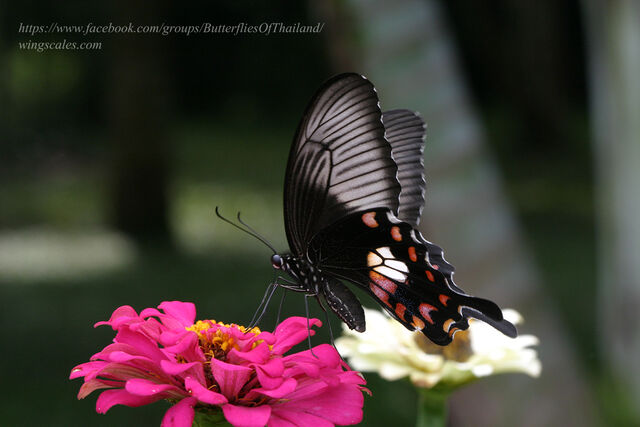 Papilio polytes romulus