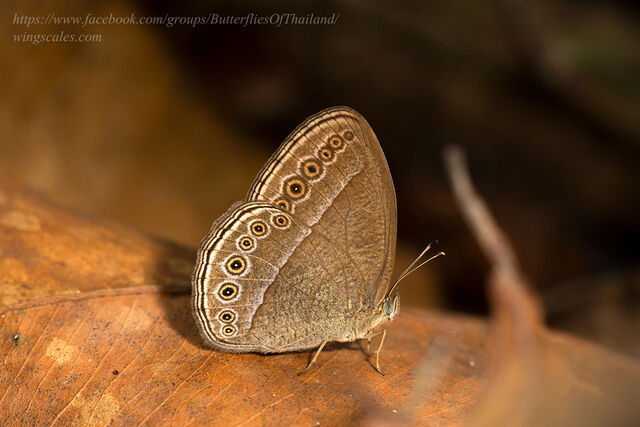 Mycalesis janardana sagittigera