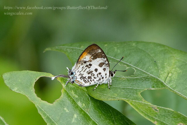 Drupadia scaeva melisa