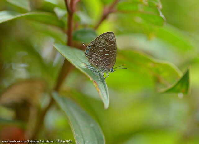 Arhopala ammon ammon