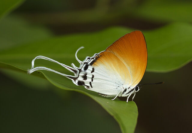 Neocheritra amrita amrita