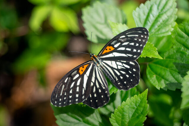 Orinoma damaris damaris