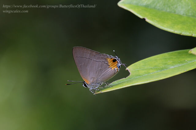Pratapa icetoides calculis