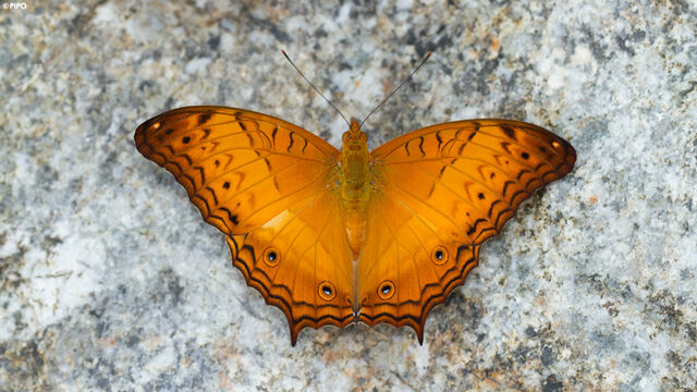 Vindula dejone erotella