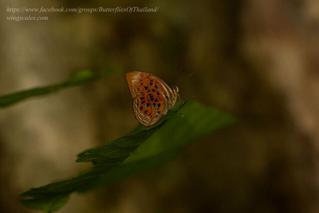 Taxila haquinus haquinus