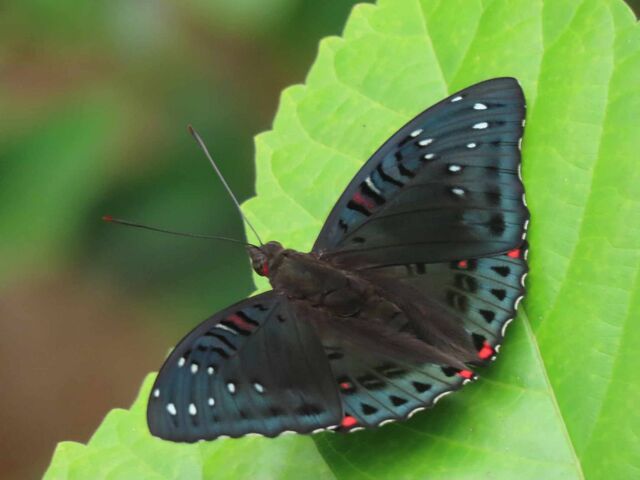 Euthalia lubentina lubentina