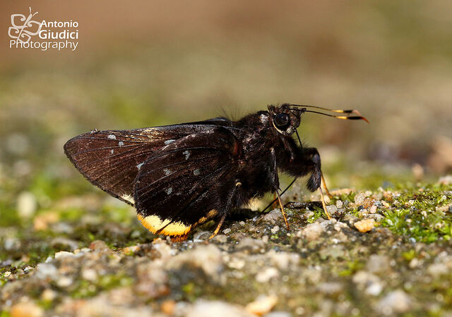 Creteus cyrina cyrina