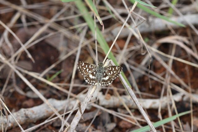 Spialia galba chenga