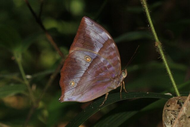 Zeuxidia amethystus amethystus