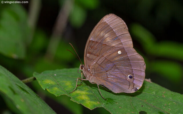 Thaumantis diores splendens
