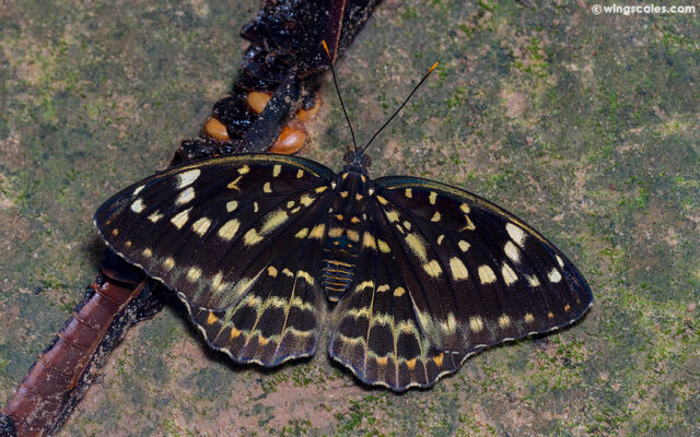 Lexias pardalis jadeitina