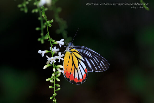 Delias hyparete indica