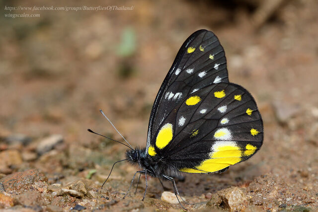 Delias belladonna hedybia