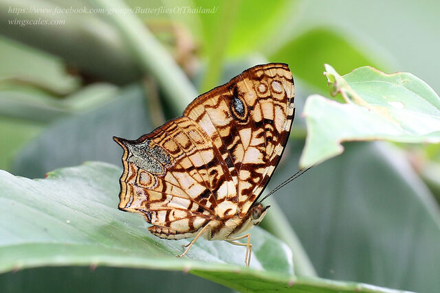 Symbrenthia hypatia chersonesia