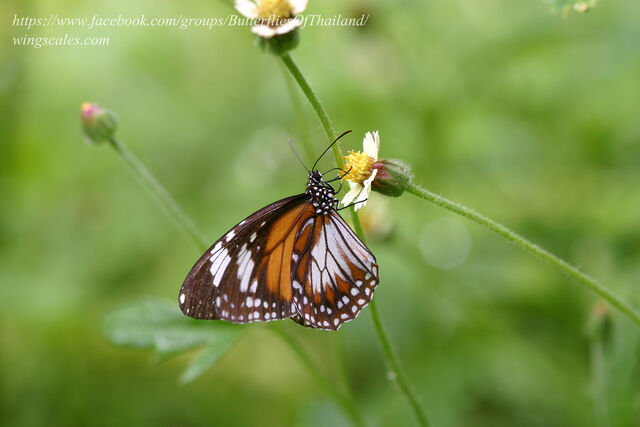 Danaus affinis malayana