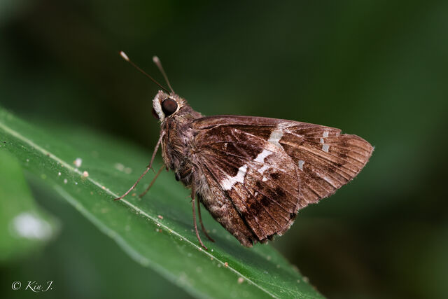 Hyarotis adrastus praba