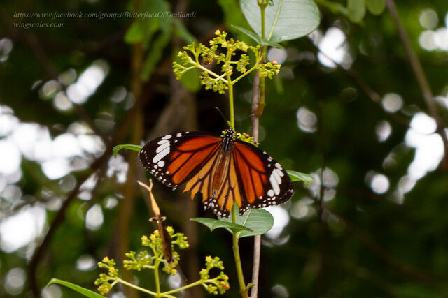 Danaus genutia genutia