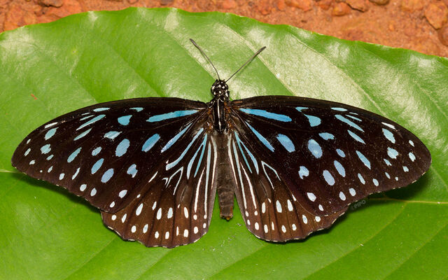 Tirumala septentrionis septentrionis