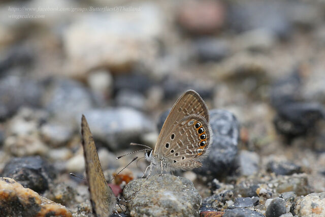 Freyeria putli putli