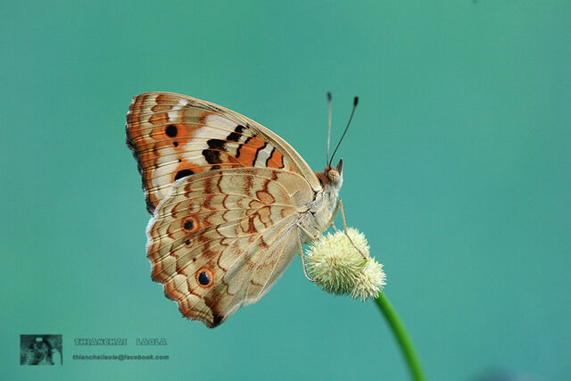 Junonia orithya ocyale