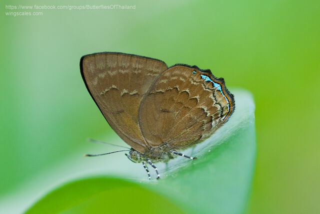 Simiskina pharyge deolina