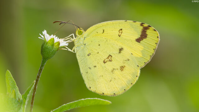 Eurema hecabe hecabe