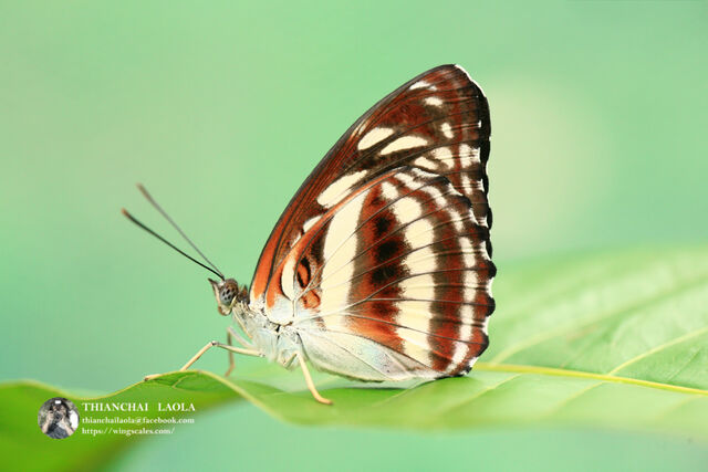 Athyma selenophora bahula