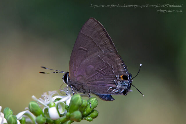 Rapala manea schistacea