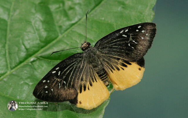 Mooreana trichoneura pralaya