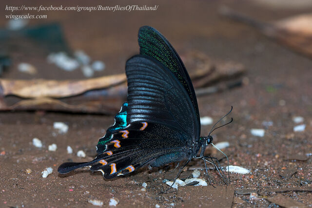 Papilio bianor pinratanai