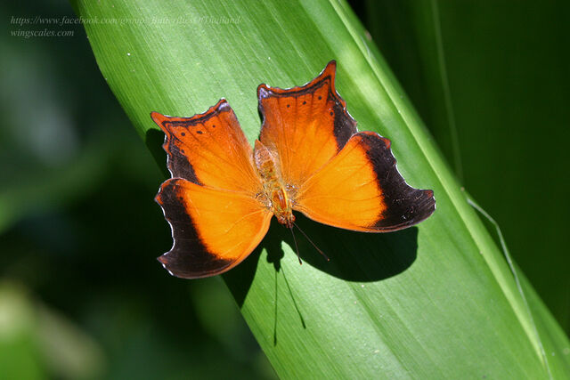 Rhinopalpa polynice eudoxia