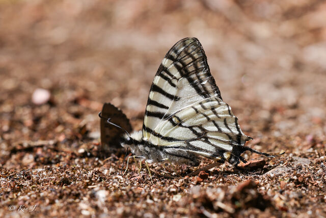 Graphium mandarinus kimurai