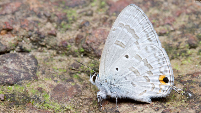 Catochrysops panormus exiguus