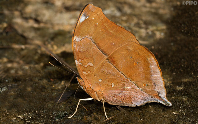 Doleschallia bisaltide siamensis