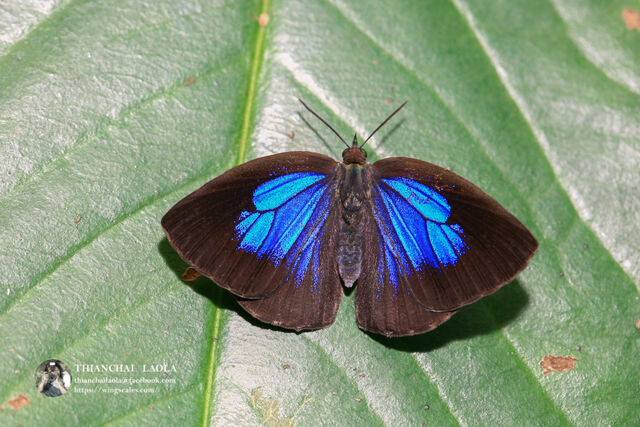 Arhopala arvina aboe