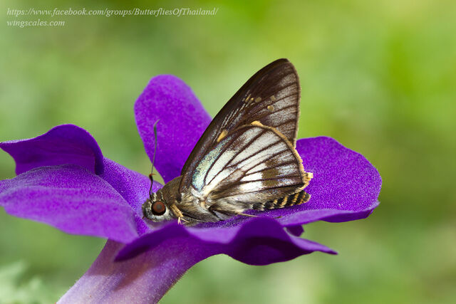 Unkana ambasa attina