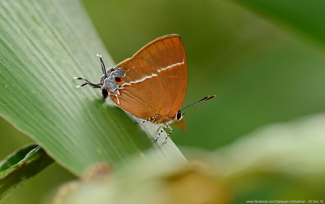 Tajuria yajna selangorana