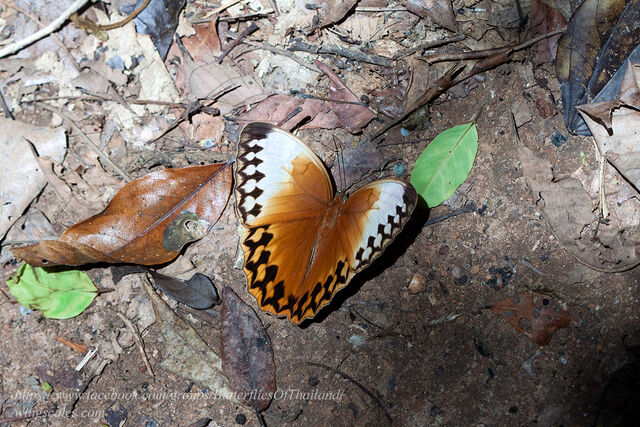 Stichophthalma mathilda ssp.