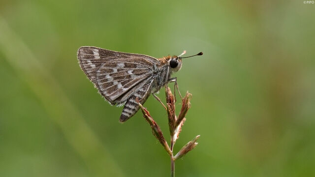 Taractrocera maevius sagara