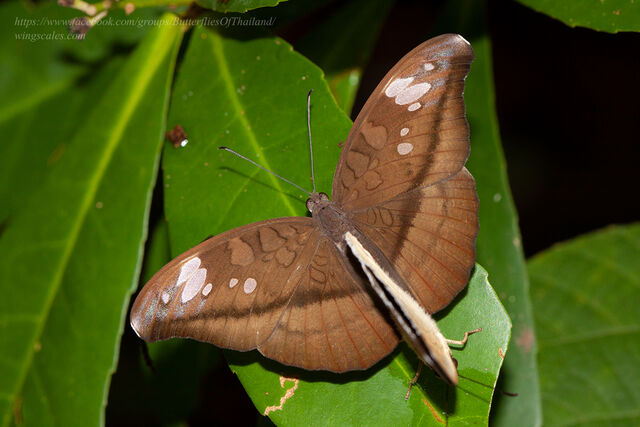 Cynitia cocytus ambrysus