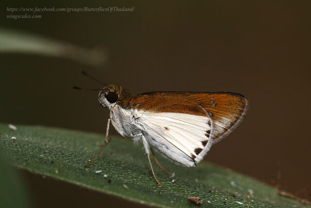 Iton semamora semamora