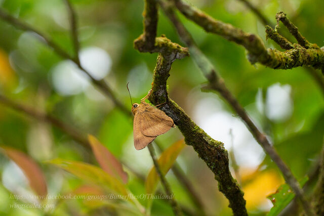 Hasora myra funebris