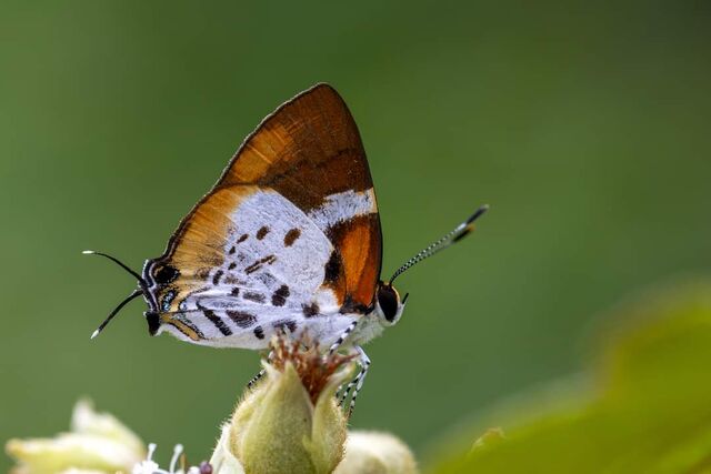 Araotes lapithis lapithis