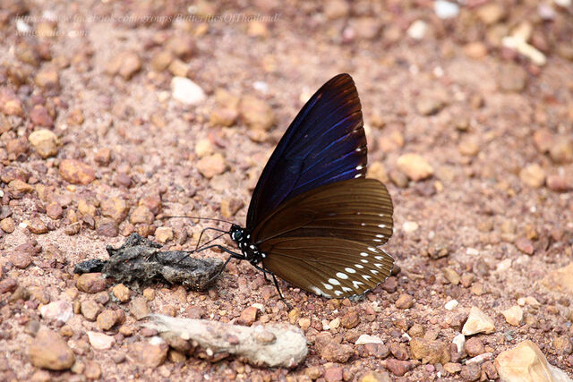 Penthema darlisa mimetica