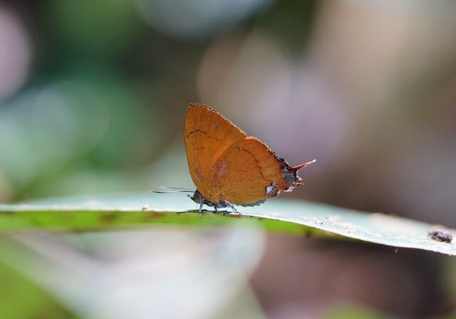 Thamala marciana ssp.